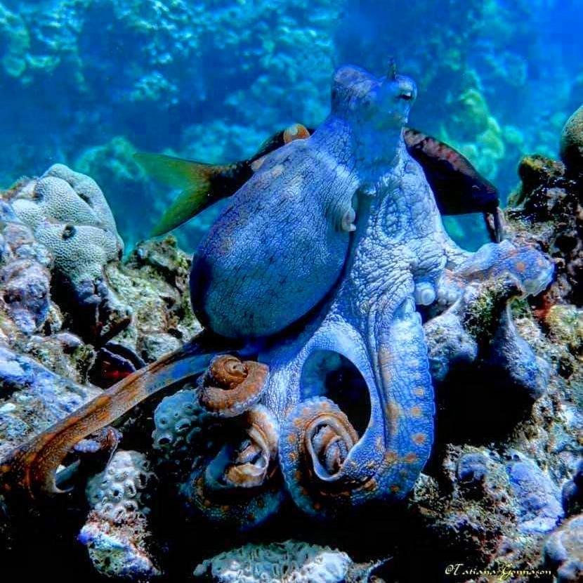 Ukulhas Villa Beach Hotel Dış mekan fotoğraf